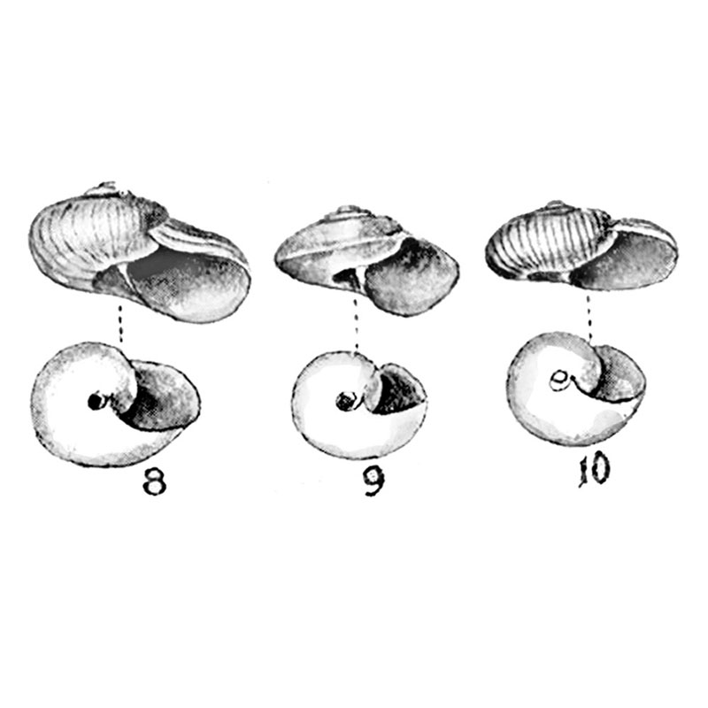 #2075 - Shell Plate - Nature